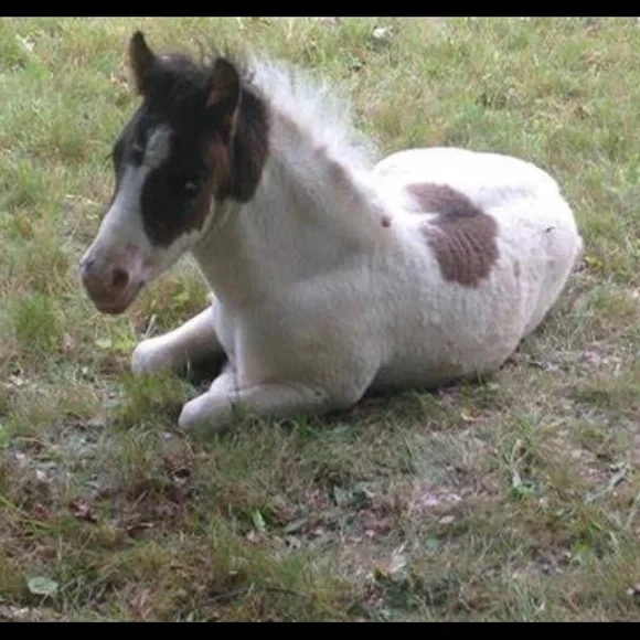 The Lucky Horse rescue decorative horseshoe - Picture 6 of 10